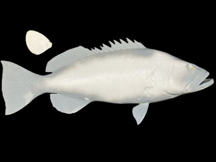 36-INCH YELLOWFIN GROUPER BLANK, STANDARD