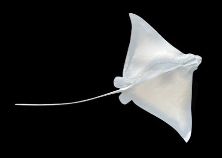 38-INCH EAGLE SPOTTED RAY BLANK, STANDARD