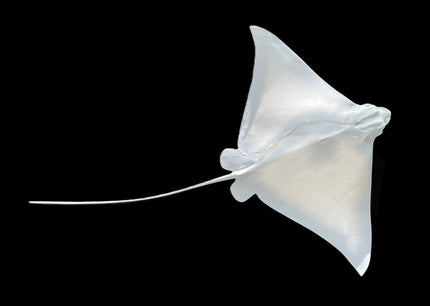 38-INCH EAGLE SPOTTED RAY BLANK, STANDARD