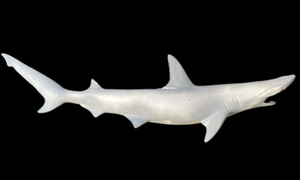 39-INCH BONNETHEAD SHARK BLANK, STANDARD