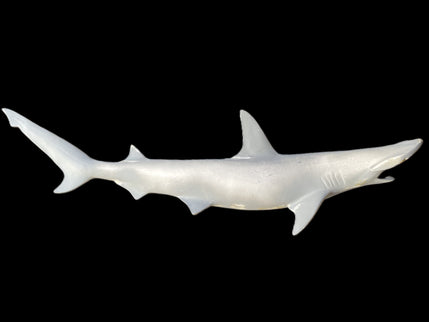 39-INCH BONNETHEAD SHARK BLANK, STANDARD