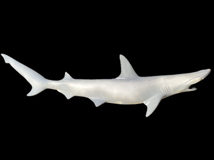 39-INCH BONNETHEAD SHARK BLANK, STANDARD