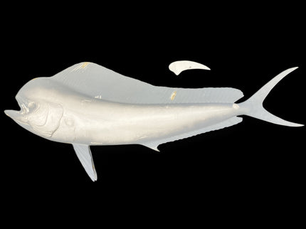 39-INCH BULL DOLPHIN BLANK, STANDARD