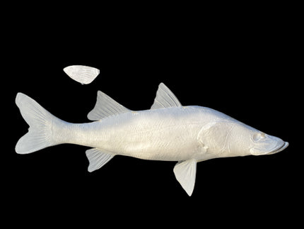 39-INCH COMMON SNOOK BLANK, STANDARD