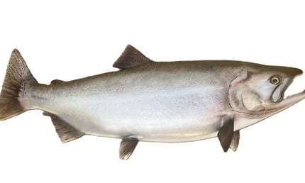 39-INCH KING SALMON (MALE)