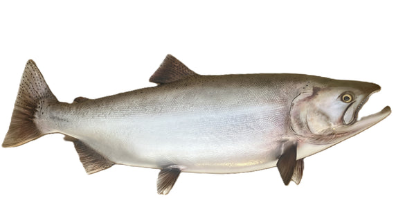 39-INCH KING SALMON (MALE)
