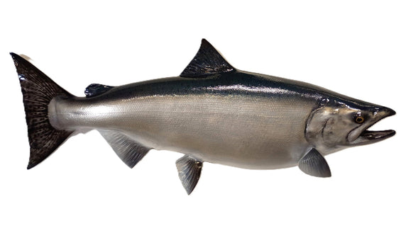 39-INCH KING SALMON (MALE)