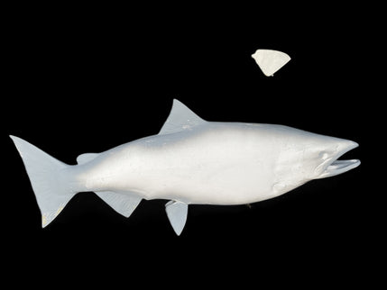 39-INCH KING SALMON BLANK, STANDARD