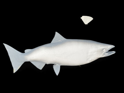 39-INCH KING SALMON BLANK, STANDARD