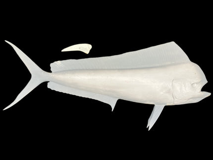 40-INCH BULL DOLPHIN BLANK, STANDARD