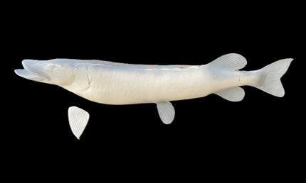 40-INCH NORTHERN PIKE BLANK, STANDARD