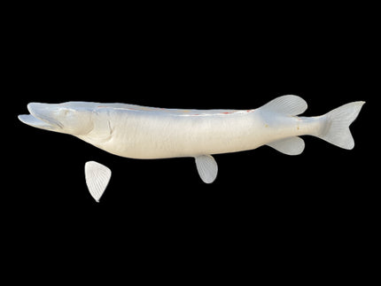 40-INCH NORTHERN PIKE BLANK, STANDARD