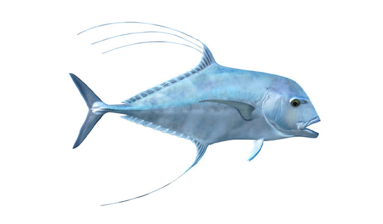40-INCH AFRICAN POMPANO