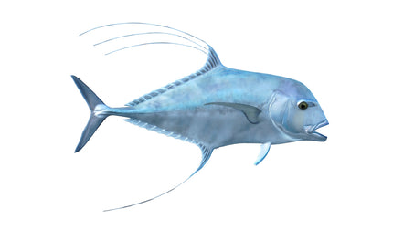 40-INCH AFRICAN POMPANO