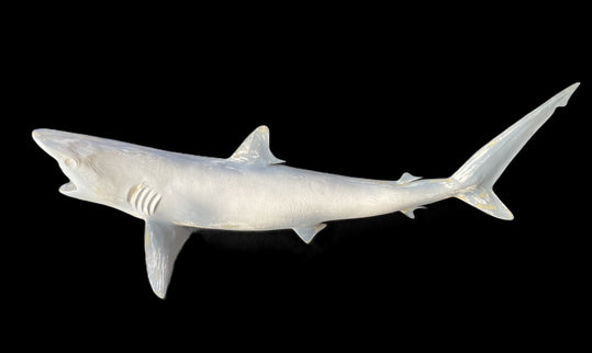 41-INCH BLACKTIP SHARK BLANK, STANDARD