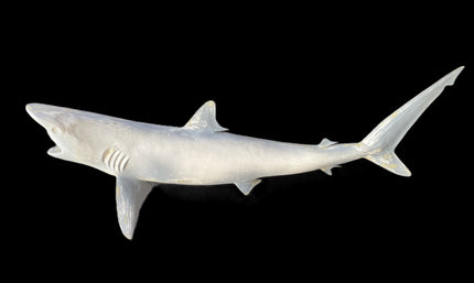 41-INCH BLACKTIP SHARK BLANK, STANDARD