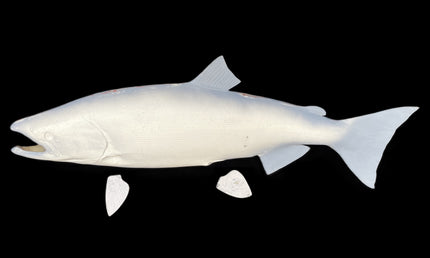 41-INCH KING SALMON BLANK, STANDARD