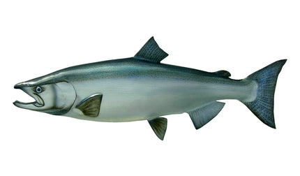 41-INCH KING SALMON, HALF-SIDED