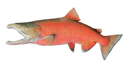 41-INCH KING SALMON (MALE)