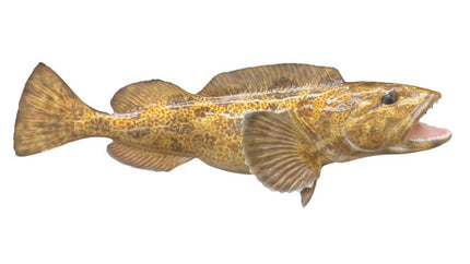 41-INCH LINGCOD