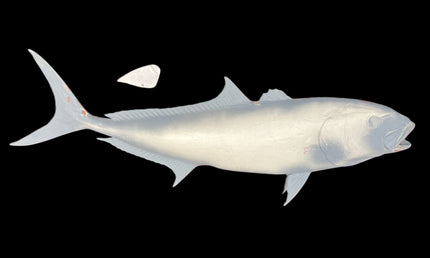 42-INCH AMBERJACK BLANK, STANDARD