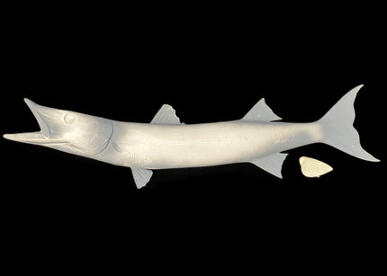 42-INCH BARRACUDA BLANK, STANDARD