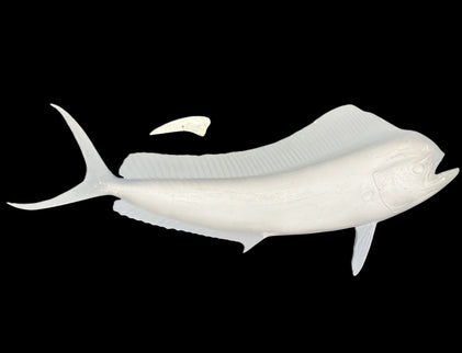 42-INCH BULL DOLPHIN BLANK, STANDARD