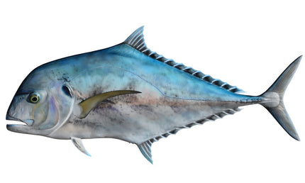 42-INCH AFRICAN POMPANO