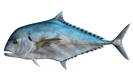 42-INCH AFRICAN POMPANO