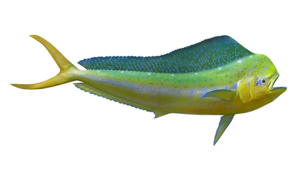42-INCH BULL DOLPHIN, HALF-SIDED