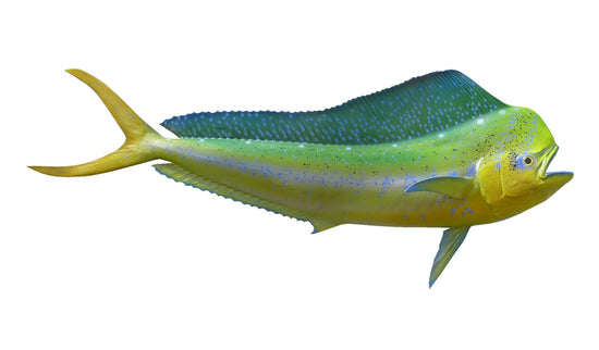 42-INCH BULL DOLPHIN, HALF-SIDED