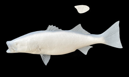 42-INCH STRIPED BASS BLANK, STANDARD