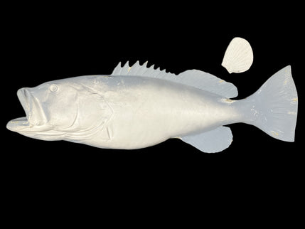 43-INCH BLACK GROUPER BLANK, STANDARD