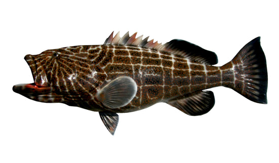 43-INCH BLACK GROUPER, HALF-SIDED