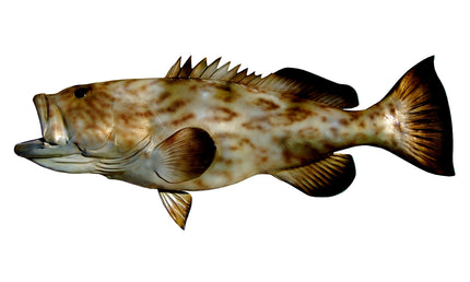 43-INCH GAG GROUPER, HALF-SIDED