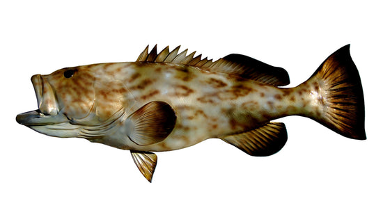 43-INCH GAG GROUPER, HALF-SIDED