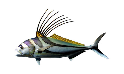 43-INCH ROOSTERFISH, HALF-SIDED