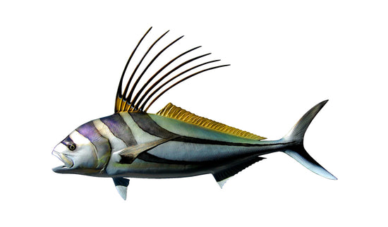 43-INCH ROOSTERFISH, HALF-SIDED