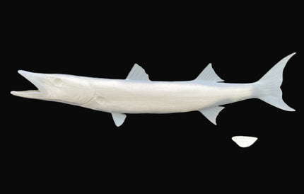 44-INCH BARRACUDA BLANK, STANDARD