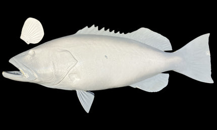 44-INCH BLACK GROUPER BLANK, STANDARD
