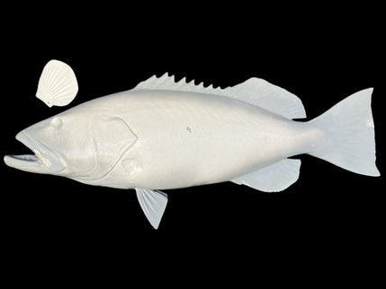 44-INCH BLACK GROUPER BLANK, STANDARD