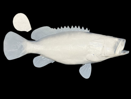 44-INCH JEWFISH BLANK, STANDARD