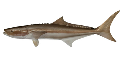 44-INCH COBIA