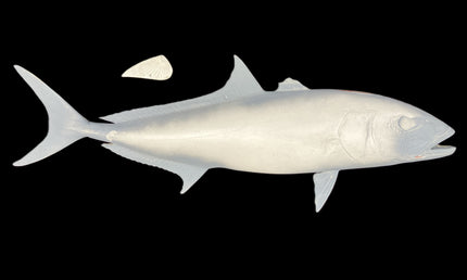 45-INCH AMBERJACK BLANK, STANDARD