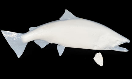 45-INCH KING SALMON BLANK, STANDARD