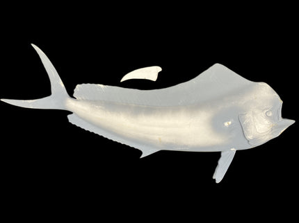 46-INCH COW DOLPHIN BLANK, STANDARD