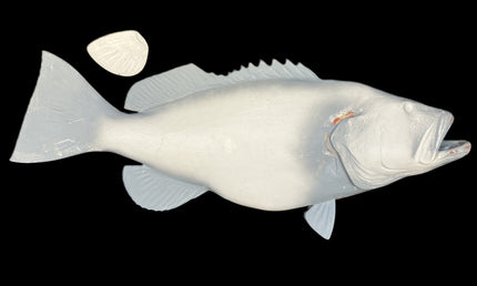 46-INCH BLACK GROUPER BLANK, STANDARD