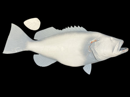 46-INCH BLACK GROUPER BLANK, STANDARD
