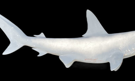 46-INCH HAMMERHEAD SHARK BLANK, STANDARD