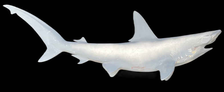 46-INCH HAMMERHEAD SHARK BLANK, STANDARD